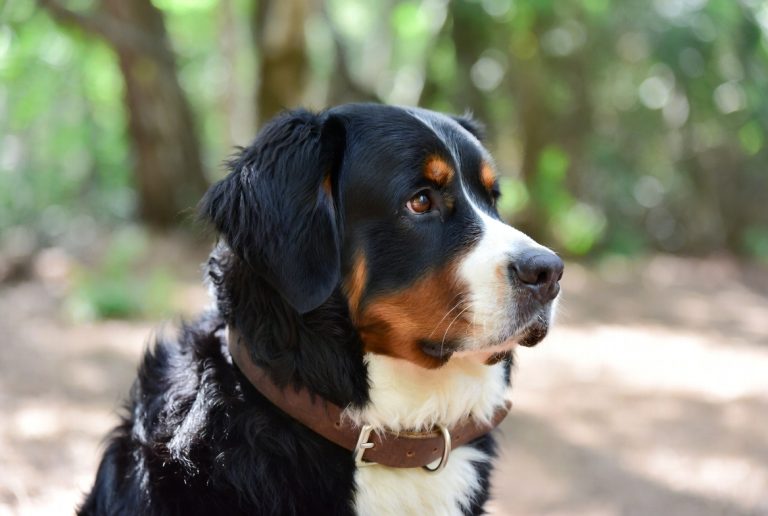 best collar for bernese mountain dog