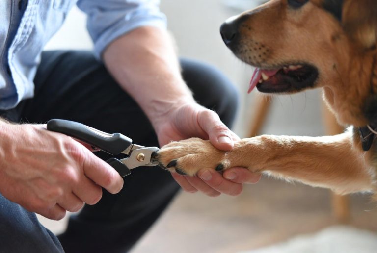 how to clip dogs nails