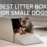Best Litter Box for Small Dogs