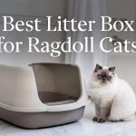 best litter box for ragdoll cats