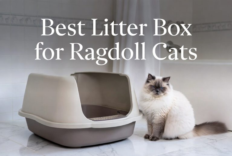 best litter box for ragdoll cats