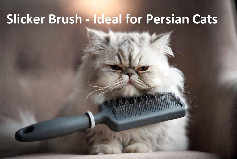 Best Brush for a Persian Cat