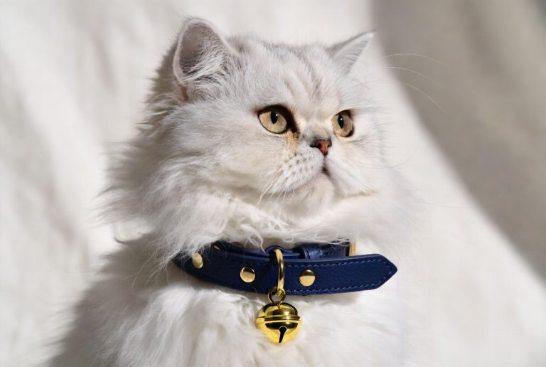 best cat collar with bell