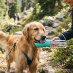Best Travel Water Bottle for Dogs