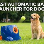 Best Automatic Ball Launcher for Dogs