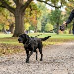 best retractable dog leash for large dogs