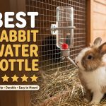 Best Rabbit Water Bottle